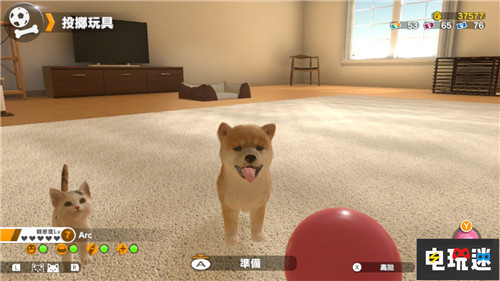 Switch萌寵游戲《小小伙伴：狗狗與貓貓》將推出繁中版 Arc System Works 小小伙伴：狗狗與貓貓 NS Switch 任天堂 任天堂SWITCH  第3張