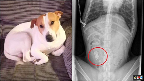 汪星人生病拍X光才發(fā)現(xiàn)誤食了NDS卡帶 任天堂 Switch NDS 任天堂SWITCH  第2張